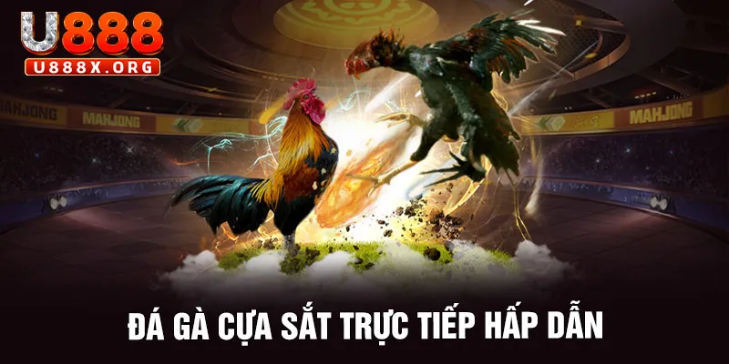 Đá gà cựa sắt trực tiếp hấp dẫn